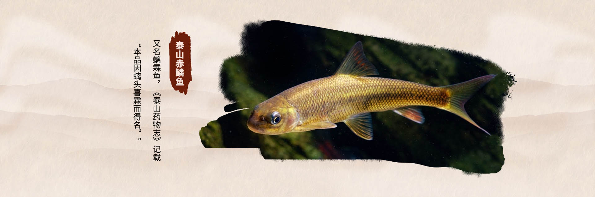 泰安市泰山區(qū)金螭霖魚食品科技有限公司